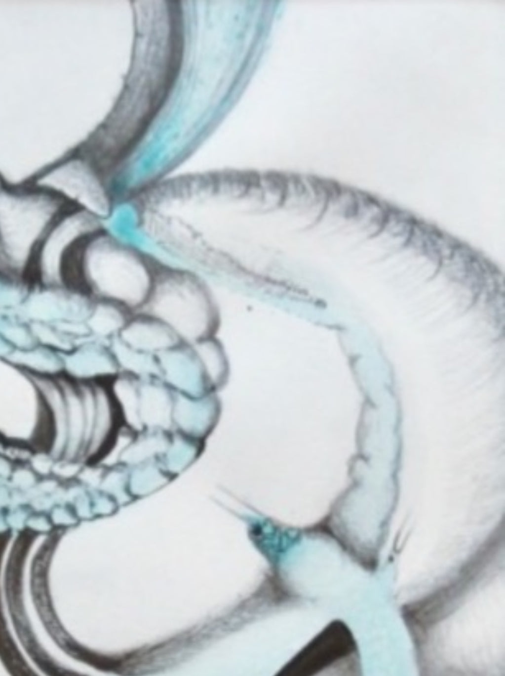 Volutes